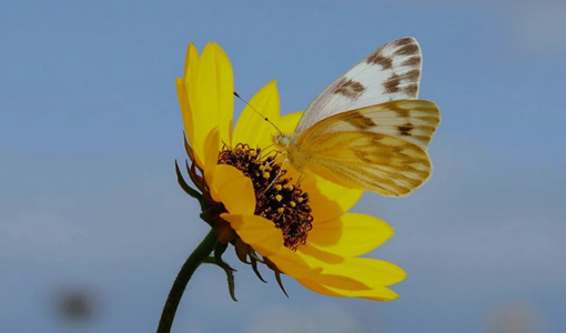 高壓氧治療在神經康復中的實操指南：從評估到居家護理