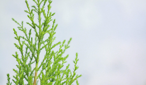 老年慢性病有哪些